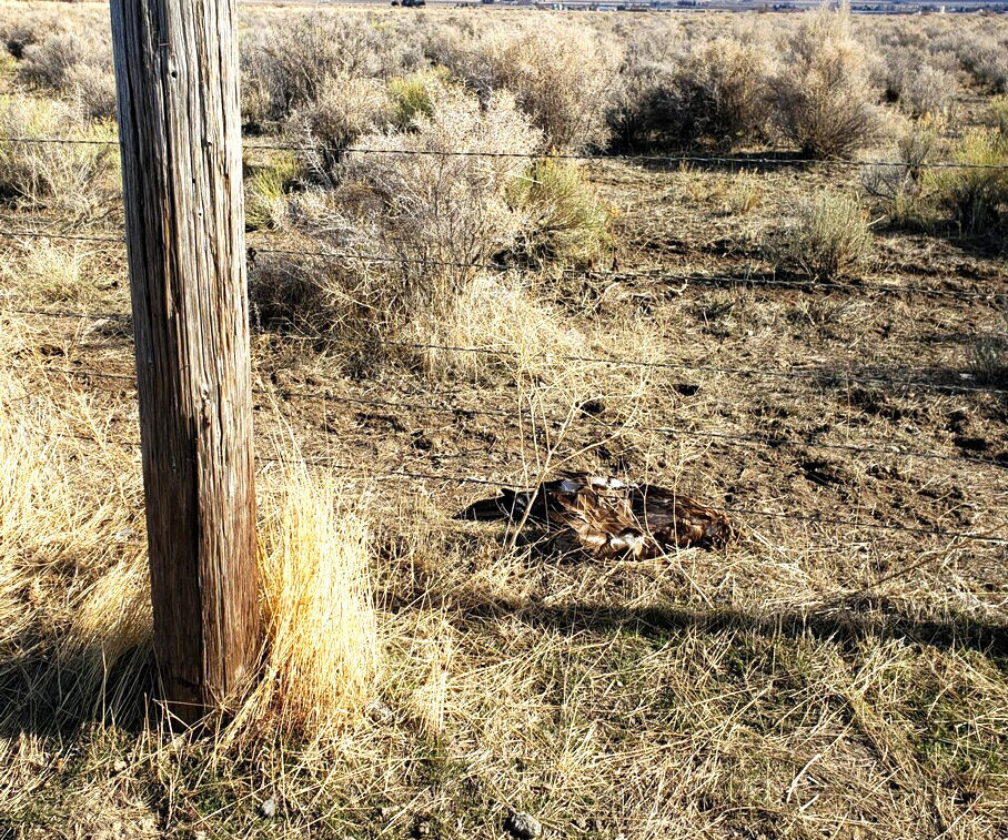 Golden eagle shot near Oakley